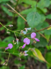 Desmodium