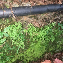 Anogramma leptophylla