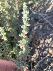 Halogeton glomeratus