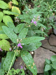 Desmodium