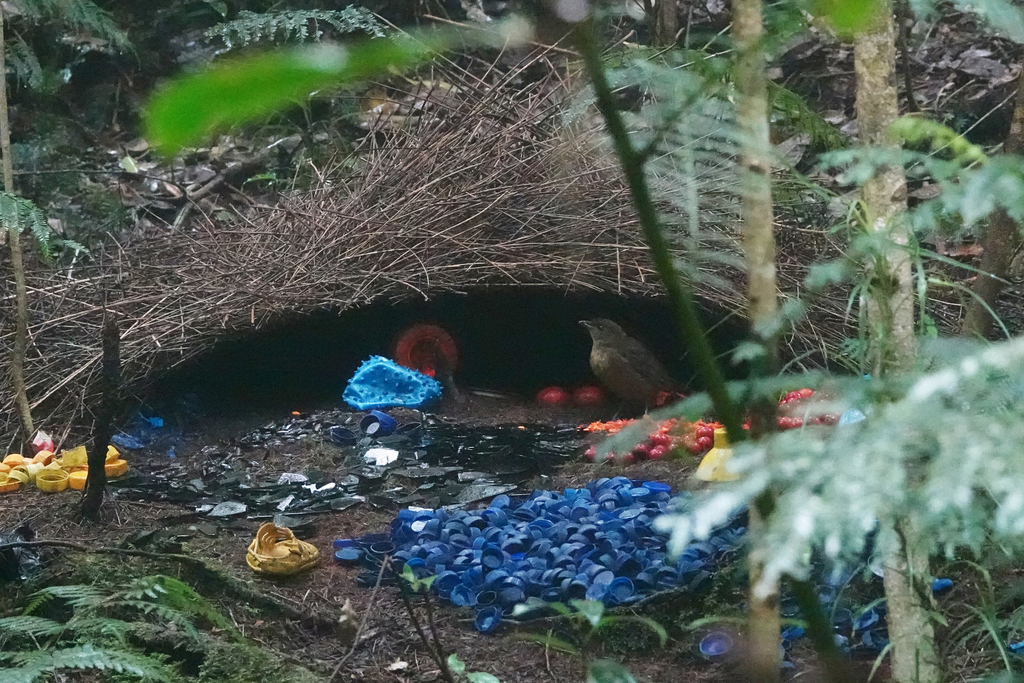 Vogelkop Bowerbird