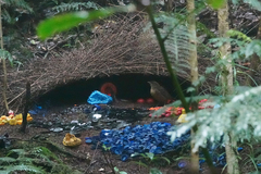 Vogelkop Bowerbird photo 1
