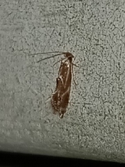 Philonome clemensella