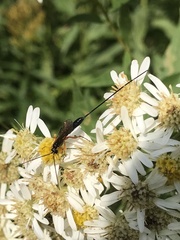 Pimpla pedalis