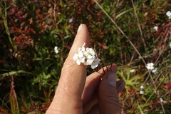 Dontostemon pinnatifidus