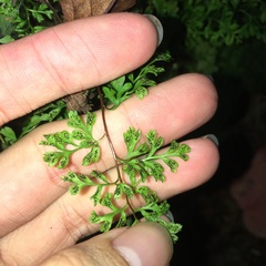 Anogramma leptophylla