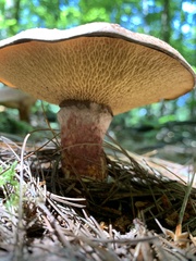 Suillus spraguei
