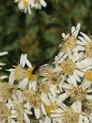 Pimpla pedalis