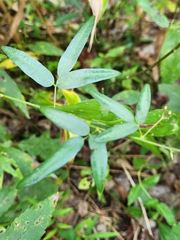 Desmodium