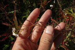 Dontostemon pinnatifidus