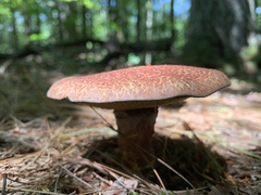 Suillus spraguei