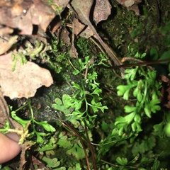 Anogramma leptophylla