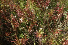 Dontostemon pinnatifidus