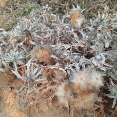 Carlina lanata
