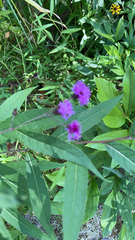 Vernonia noveboracensis