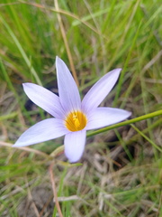 Romulea tabularis