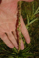 Veronicastrum sibiricum