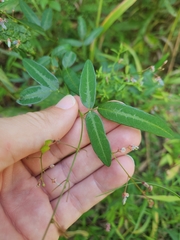 Desmodium
