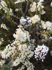 Struthiola dodecandra
