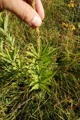 Veronicastrum sibiricum