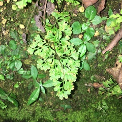 Anogramma leptophylla