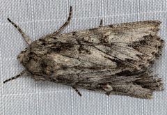 Andropolia
