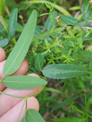 Desmodium