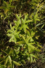 Anemonastrum dichotomum