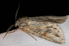 Andropolia