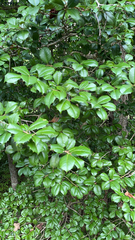 Ilex opaca