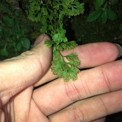 Anogramma leptophylla