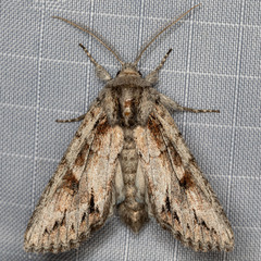Andropolia
