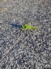 Tettigonia viridissima