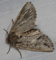 Andropolia