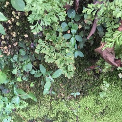 Anogramma leptophylla