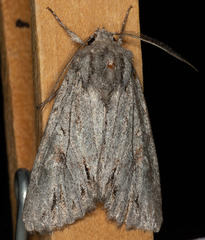 Andropolia diversilineata