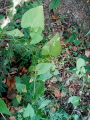 Fallopia dumetorum