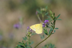 Colias