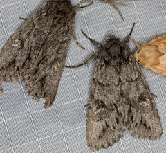 Andropolia diversilineata
