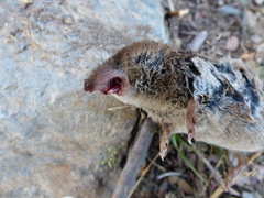 Crocidura russula