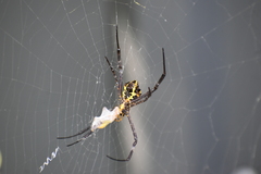 Argiope anasuja