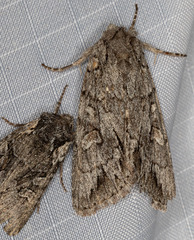 Andropolia diversilineata