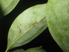 Ocellarnaca