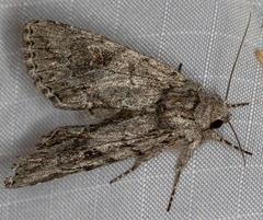 Andropolia diversilineata