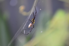 Argiope anasuja
