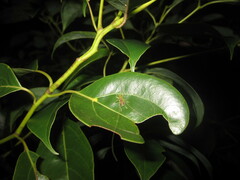 Ocellarnaca