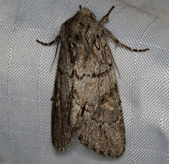 Andropolia diversilineata