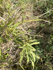 Hieracium umbellatum