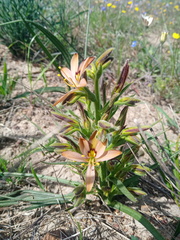 Wachendorfia multiflora