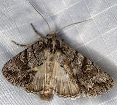 Andropolia diversilineata